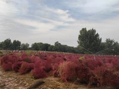 -汉长安城未央宫国家考古遗址公园