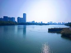 -金花茶公园