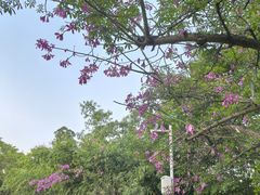 -南沙蒲洲花园