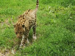 -大连森林动物园