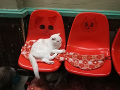 -猫咪博物馆(顶澳仔猫街店)