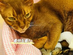 -Let's go狗咖·猫咖·奶狗·桌游(春熙路IFS店)