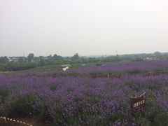 -大塘金香草谷