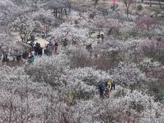 -香雪海