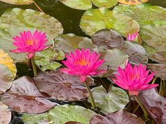 -国家植物园南园