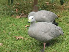 -费瑟代尔野生动物园