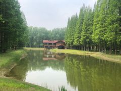 -黄海国家森林公园