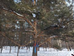 -北极村旅游风景区