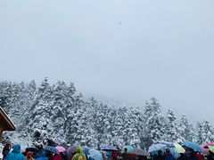 -黄龙山原始森林景区