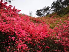 -木兰云雾山