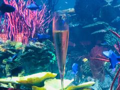 -迪拜帆船酒店海底餐厅