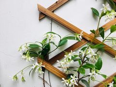 -鹅湖玫瑰文化园