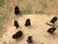 -石家庄市动物园