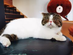 -瞄一喵猫咖(格力海岸店)