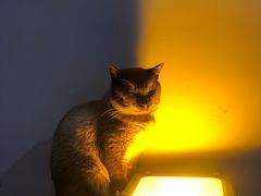 -极木²邸 人与宠物·互动社区