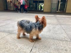 -悠尼宠物·独立低压伊珊娜洗护·美容·寄养(兰谷路店)