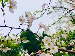 -武汉大学-樱园