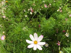 -合肥滨湖国家森林公园