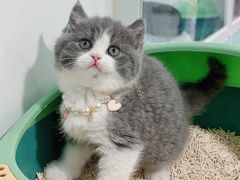 -糯米喵星人总部直营旗舰店·猫舍·幼猫出售