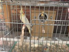 -伊隆斋(什刹海店)