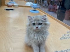 -帕帕拉兹宠物(亚洲旗舰店)