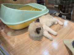 -BABIT巴比特宠物(MOMOPARK店)