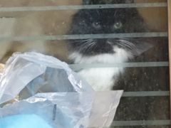 -艾贝尔宠物医院 ·内科全科(梁溪路店)