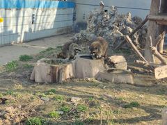 -石家庄市动物园