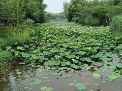 -昆山城市生态森林公园
