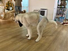 -Husky Go! 哈士奇体验馆·宠物咖啡厅狗咖