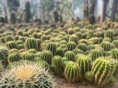 -深圳仙湖植物园