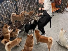 -柴犬高等学院·狗咖·柴犬售卖·宠物训练