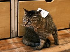 -猫的天空之城概念书店(杭州南宋御街店)