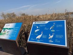 -盐城丹顶鹤湿地生态旅游区