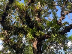 -中国科学院西双版纳热带植物园