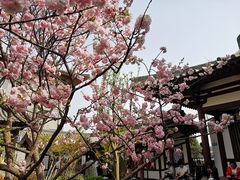 -西安青龙寺遗址景区