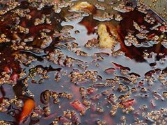 -胖子鱼·天水麻辣鱼火锅(秦州407店)