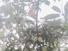 -云溪植物园