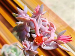 -AHAVA·Fang Baking Studio