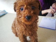 -艾贝尔宠物医院·24H转诊中心·肿瘤猫专科(江宁双龙店)