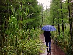 溱湖国家湿地公园-溱湖国家湿地公园