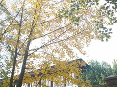 -三里屯东五街银杏大道