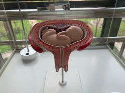 -重庆市妇幼保健院(冉家坝院区)