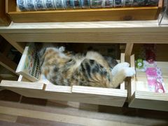 -猫的天空之城概念书店(杭州南宋御街店)