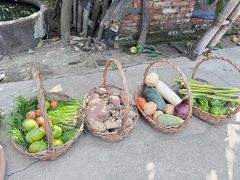 -樂桃源奉贤黄桃种植采摘基地