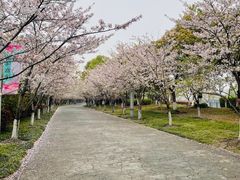-高东镇樱花园