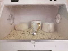 一只小耗汁-Sweet cat·星愿猫咖(国贸大厦店)