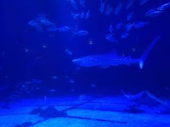 -烟台海昌鲸鲨海洋公园