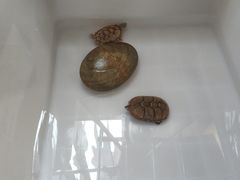 -灵龟之家百象馆(百象馆联合旗舰店)