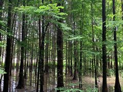 -桤木河湿地公园